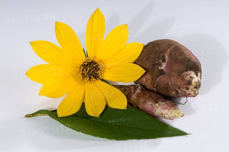 Jerusalem artichoke (Helianthus tuberosus), flowers and roots, earth pear, earth artichoke, root