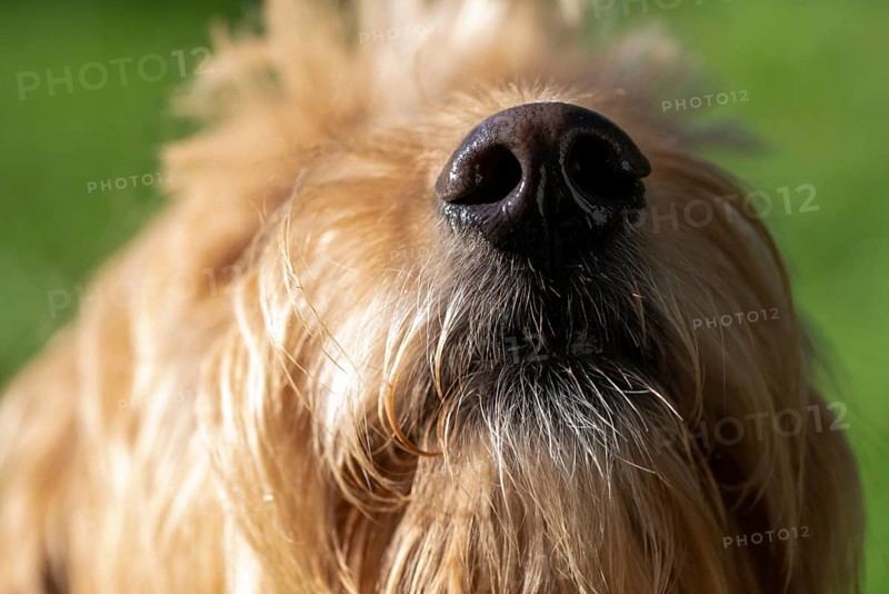 Wet dog nose, Mini Goldendoodle, Germany, Europe