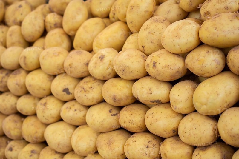 The concept of fresh vegetables, organic natural food, growing potatoes, farming