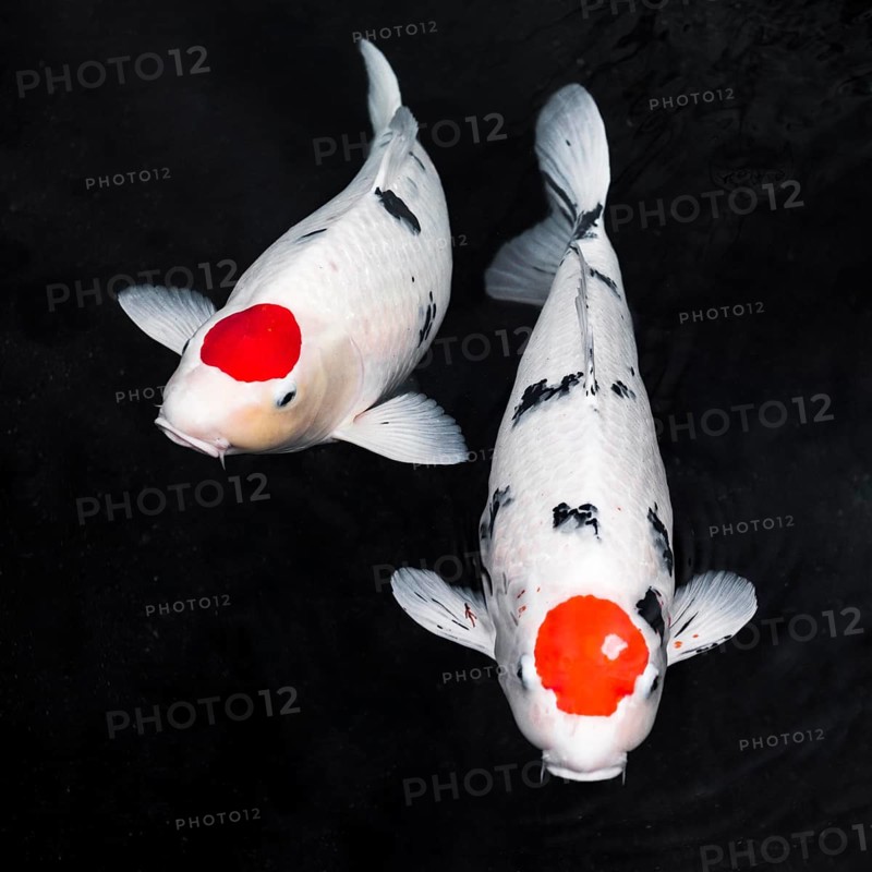Top view koi fishes. High resolution photo