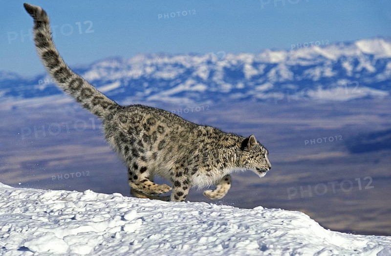 SNOW LEOPARD OR OUNCE uncia uncia, ADULT RUNNING ON SNOW