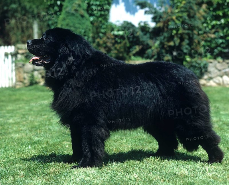 Newfoundland Dog, Adult standing on Grass