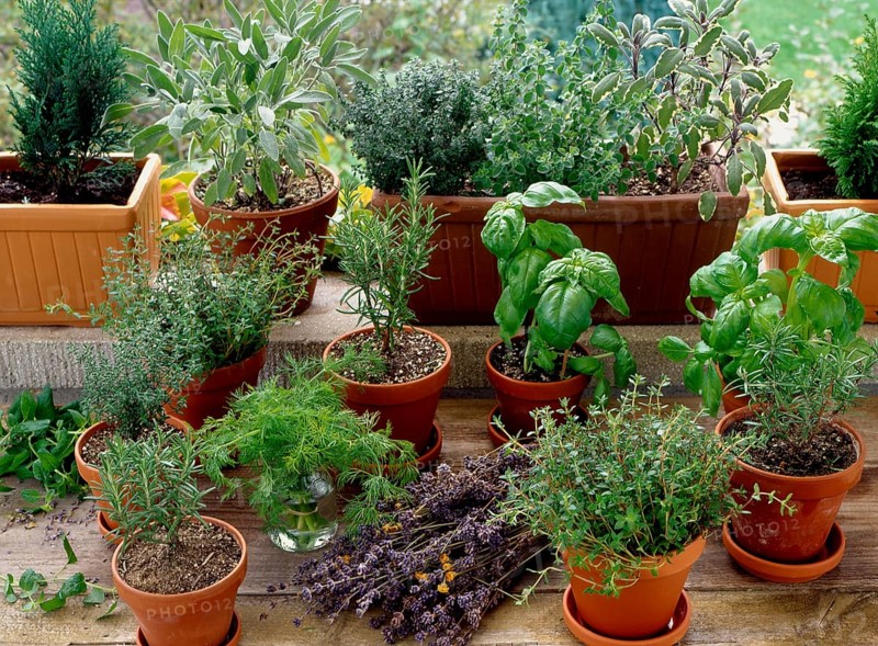 Various herbs in pots rosemary (Rosmarinus officinalis), basil, dill (Anethum graveolens) Dill Basil Ocimum basilicum Rosemary