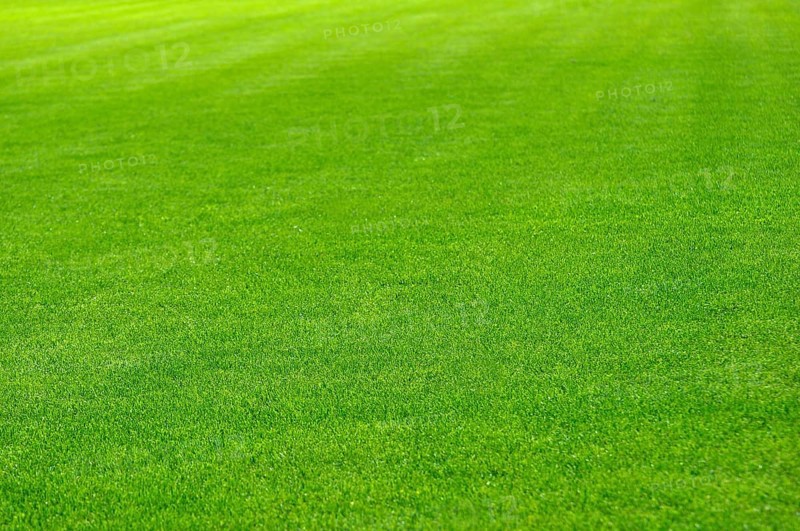Green lawn beautiful sports field, grass