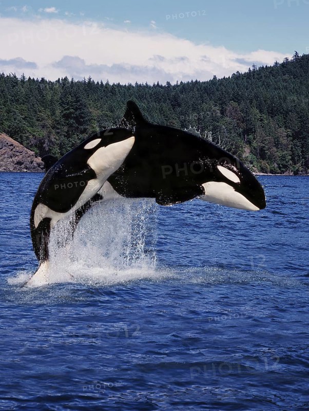 Killer Whale (orcinus orca), Mother and Calf Leaping, Canada, North America