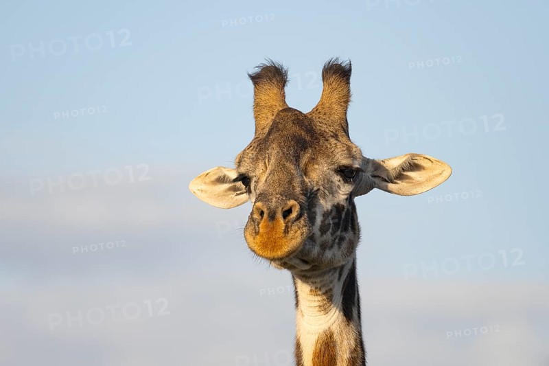 Masai giraffe (Giraffa tippelskirchi), animal portrait, eye contact, Ndutu Conservation Area, Tanzania, Africa