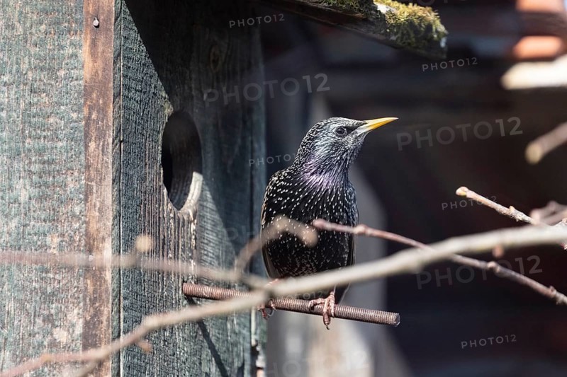 Common starling (Sturnus vulgaris), in front of a starling box, Bavaria, Germany, Europe