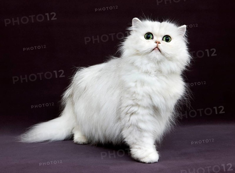 CHINCHILLA PERSERCAT, adult WITH GREEN EYES
