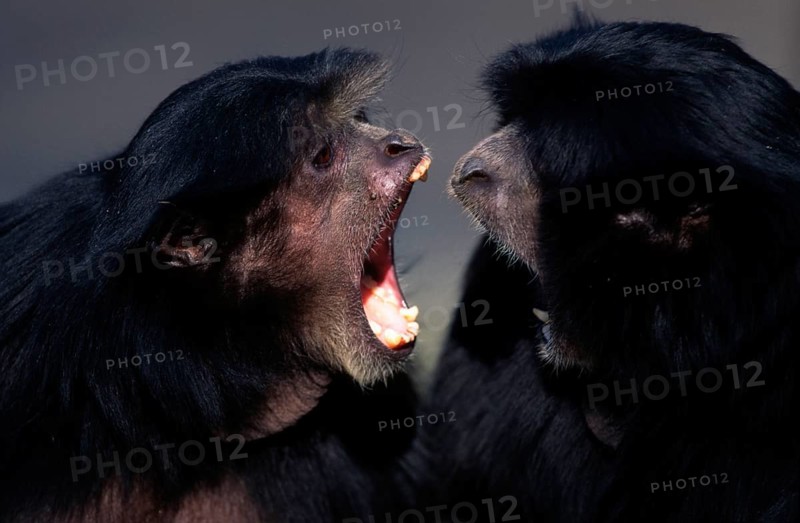 Siamangs, pair (Hylobates syndactylus)