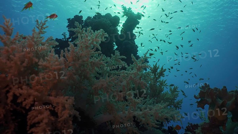 Silhouettes of tropical fish swims next to coral reef on surface water and setting sun background, backlighting (Contre-jour) . Life on coral reef during sunset, Red sea, Egypt, Africa