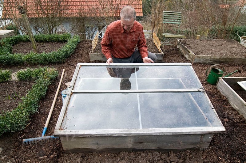 Man covers cold frame with old window, manure bed