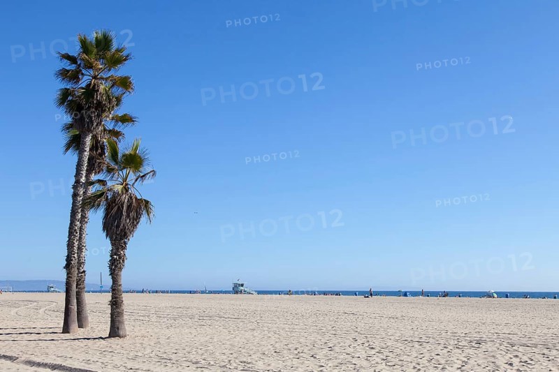 Palms on Santa Monica Beach - Los Angeles - during a sunny day with a perfect blue sky