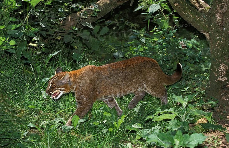 ASIA GOLD CAT OR TEMMINK CAT catopuma temmincki