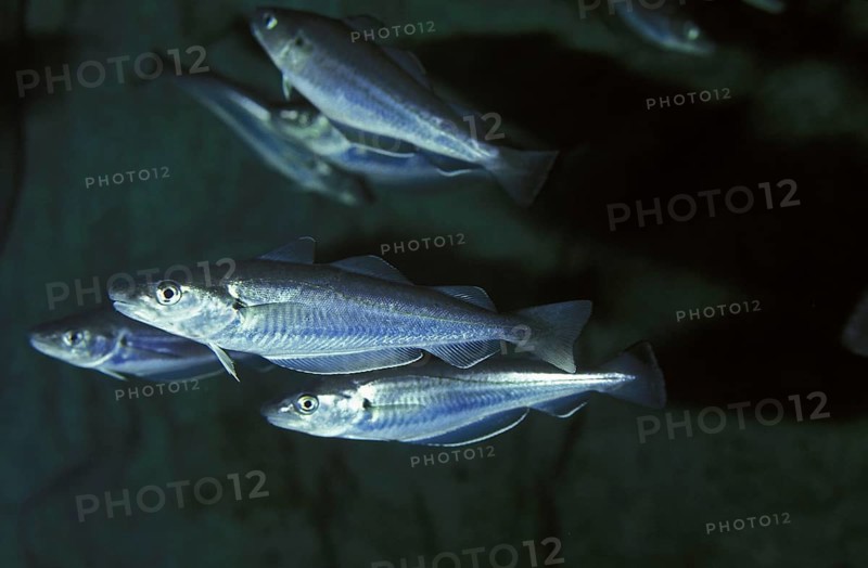 Whiting, whiting, merlan, merland, whiting, whiting, gadden, other animals, fish, animals, codfish, whiting, merlangius merlangus