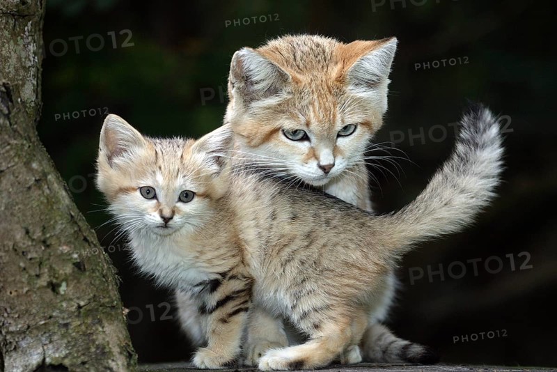 SAND sand cat (felis margarita), MOTHER WITH CUB