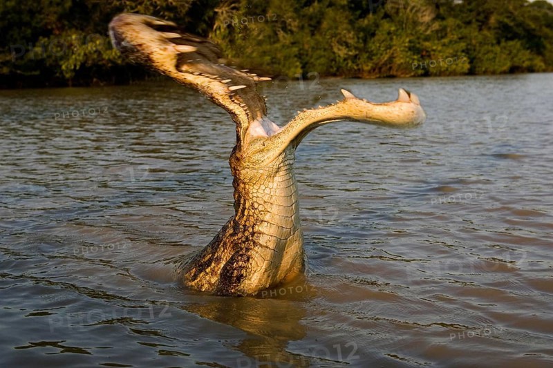 Spectacled Caiman (caiman crocodilus), Los Lianos in Venezuela, Digital composite