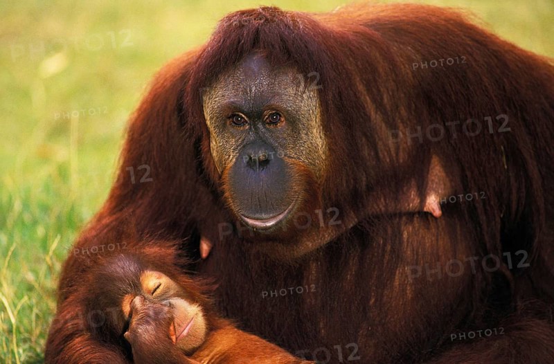 Orang Utan (pongo pygmaeus), Mother with Young