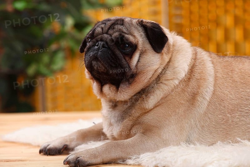 Pug, bitch, 4 years
