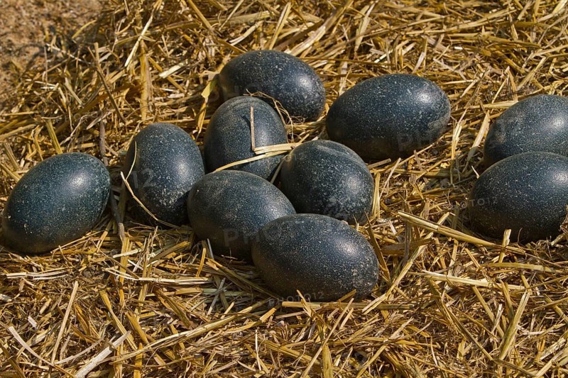 Emu (Dromaius novaehollandiae), eggs, Australia, Oceania