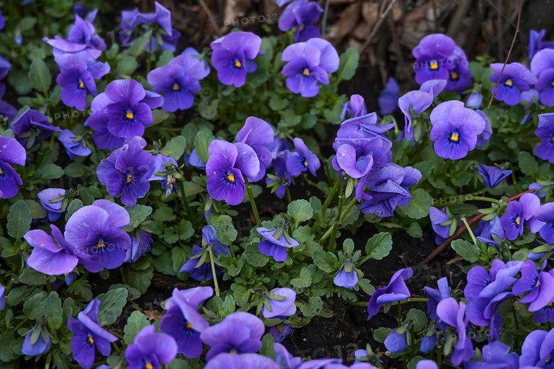 Spring planting with a lot of blue-violet horned pansy (Viola cornuta) in a flower bed in the garden, copy space, selected focus, narrow depth of field