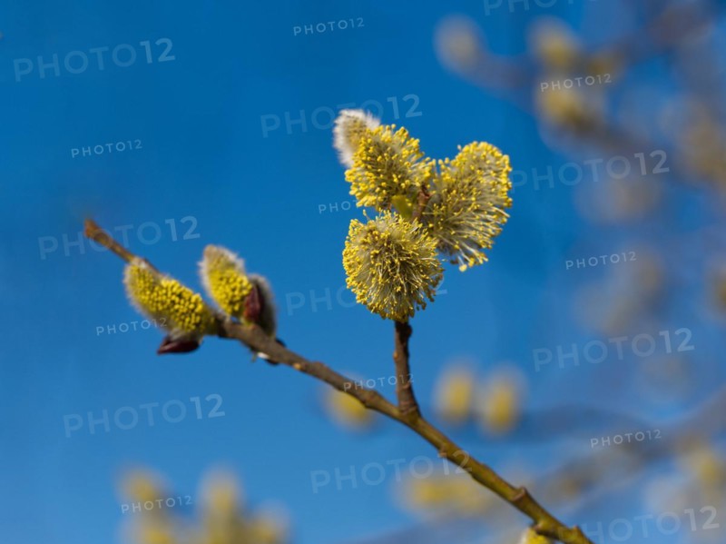 Willow catkins (Salix caprea)
