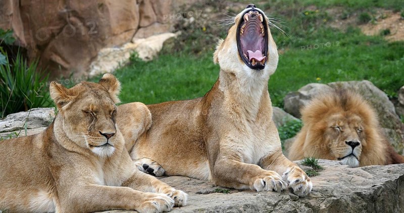 African Lion (panthera leo), Group with One Male and Females, yawning