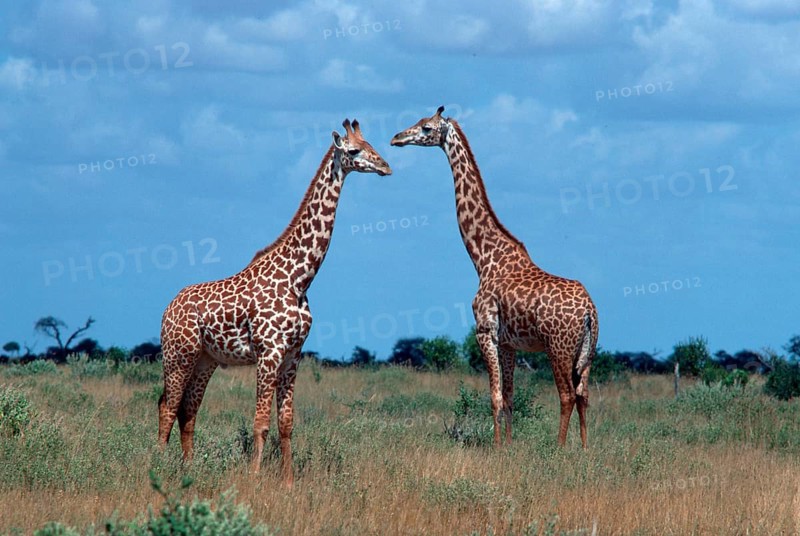 Giraffes (Giraffa camelopardalis), Tsavo national park, Kenya, Africa