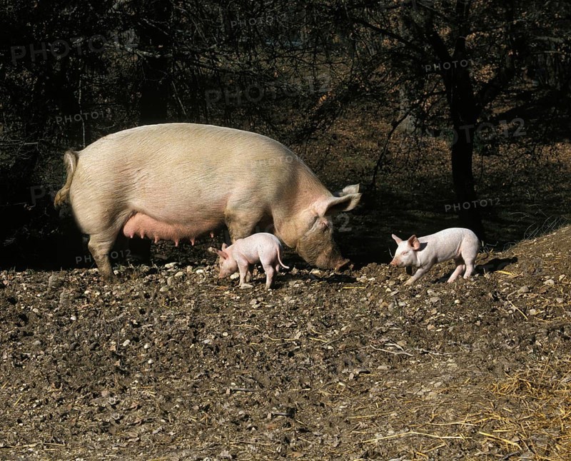 Sow with Piglets