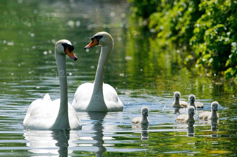 Mute Swan (Cygnus olor) Paar mit Jungen, Hump swan pair with boys