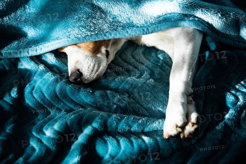 Lazy and sleepy beagle dog under a blue blanket on a bed. Sunny day at home background. Adorable dog concept
