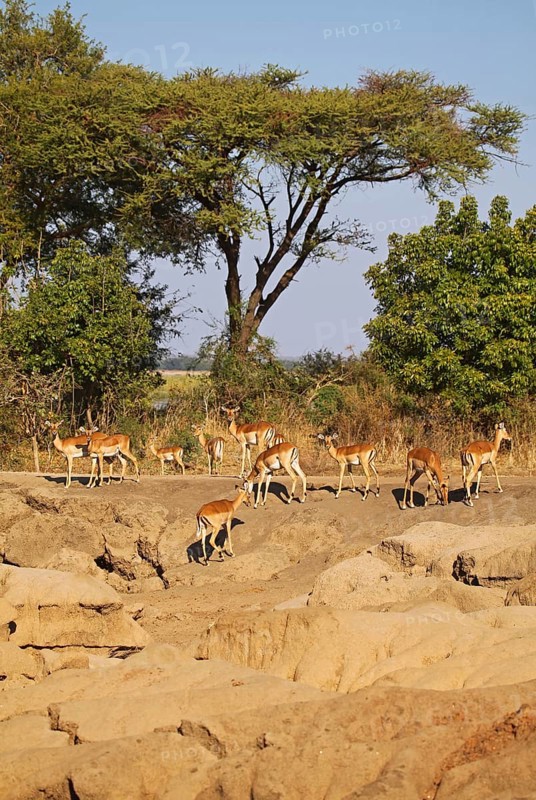 Landscape with impalas at Lower Zambezi National Park, Zambia, landscape with impalas at Lower Zambezi National Park, Zambia, Africa