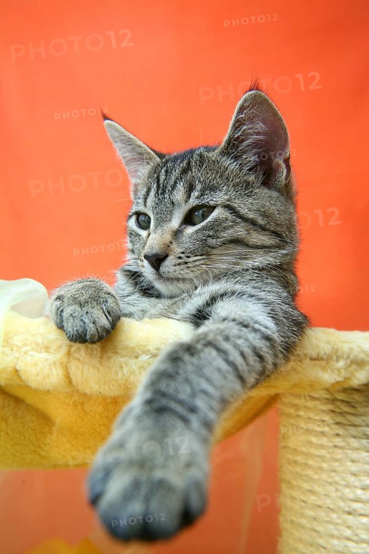 Cat child