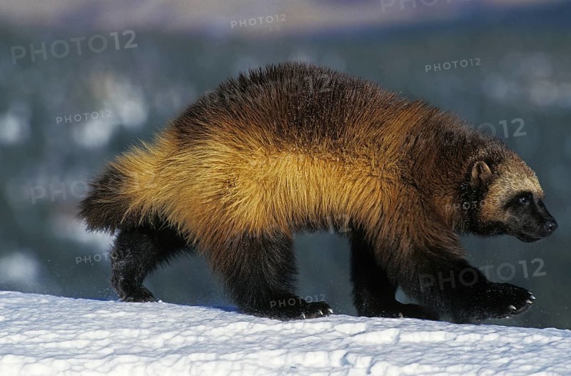 North American Wolverine (gulo gulo) luscus, Adult on Snow, Canada, North America