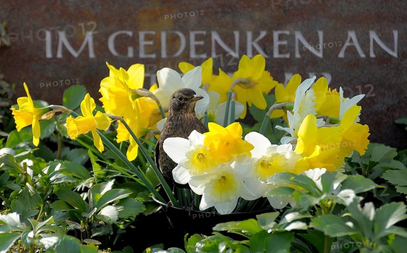 Blackbird (Turdus merula) with daffodils, daffodils, at the grave, spring flowers at the grave, blackbird, blackbird