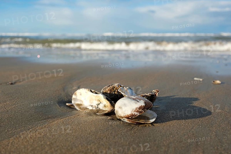 Bivalves (Bivalvia) on the beach, blurred background, North Sea, Zandvoort, Netherlands