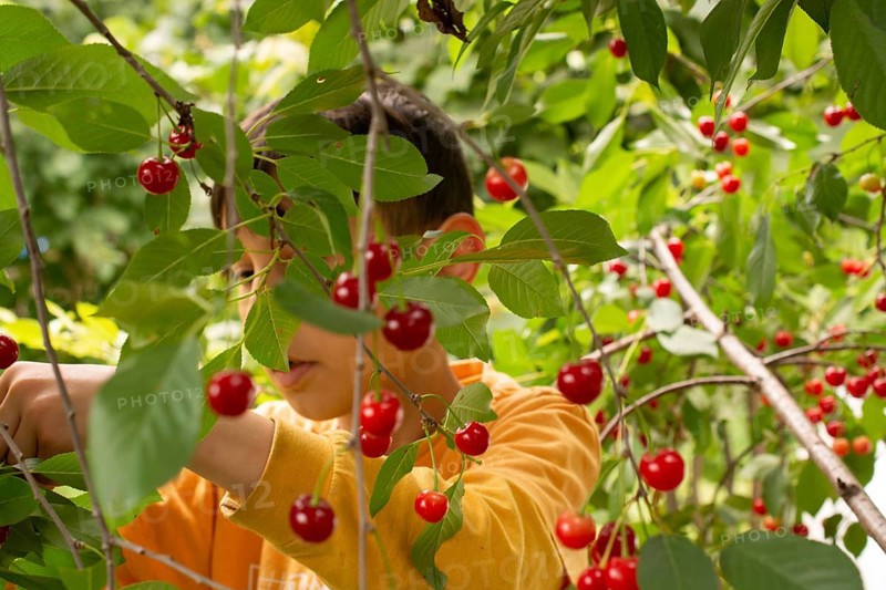 Little boy is picking ripe cherries from a tree in a garden