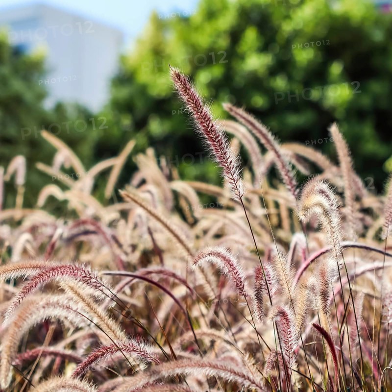 Decorative Purple Fountain Grass. Pennisetum Setaceum Rubrum. Natural background and gardening concept