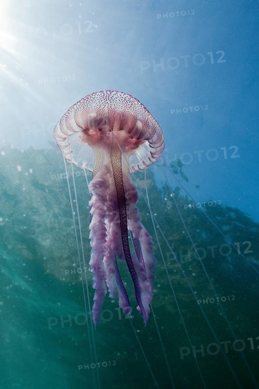 Luminous jellyfish, Pelagia noctiluca, Cap de Creus, Costa Brava, Spain, Europe