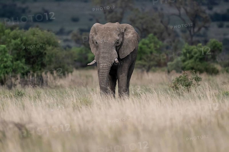 African elephant (Loxodonta africana) bull, Lush Private Game reserve, Pilanesberg National Park, South Africa, Africa