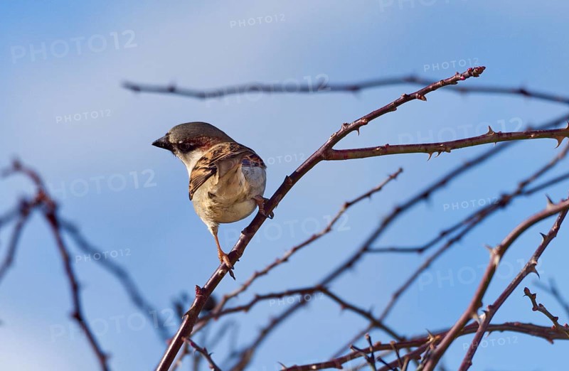 Sparrow (Passer domesticus) on a branch, Kemnat, Steinhausen, Baden- Württemberg, Germany, Europe