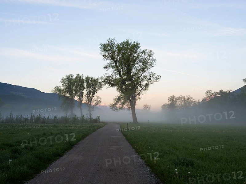 Dawn over a country lane, early morning fog in a meadow, near Irdning, Ennstal, Styria, Austria, Europe