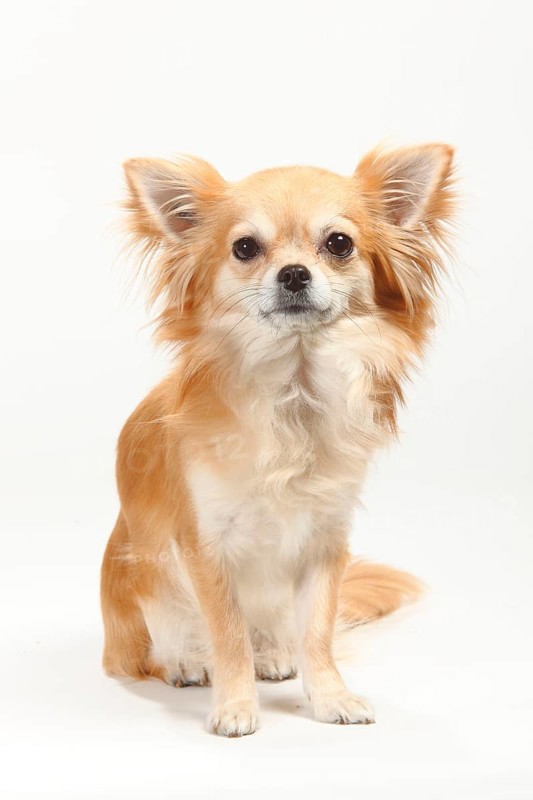 Chihuahua, long-haired