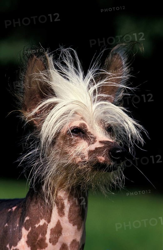 CHINESE CRESTED DOG, PORTRAIT OF AN ADULT