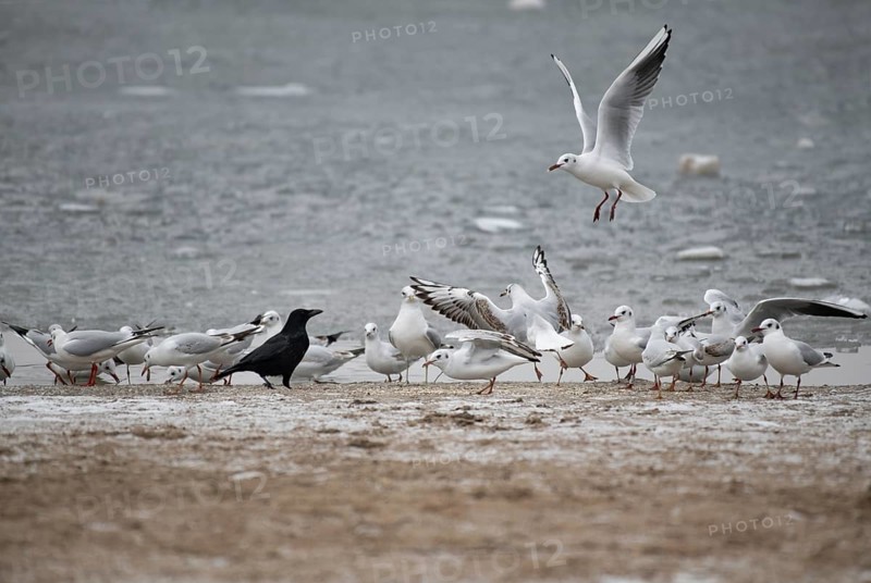 Black-headed Gulls (Chroicocephalus ridibundus), in a romp with carrion crow (Corvus corone) at the lake, Hamburg, Germany, Europe