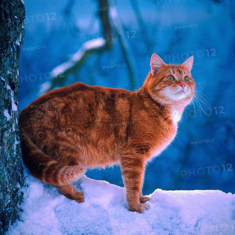Red cat in the snow