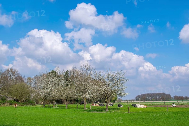 Spring in the Münsterland