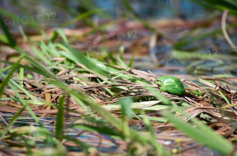 European tree frog (Hyla arborea), sitting on vegetation in the bank area in the sun, Lower Saxony Elbe Valley Biosphere Reserve, Lower Saxony, Germany, Europe