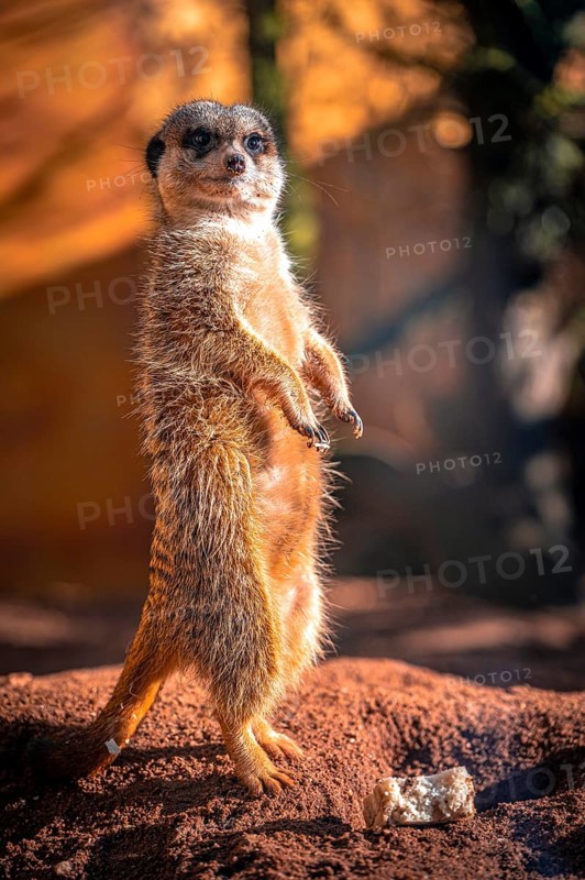 Meerkats (Suricata Suricatta) in its natural environment in sunshine, Eisenberg, Thuringia, Germany, Europe