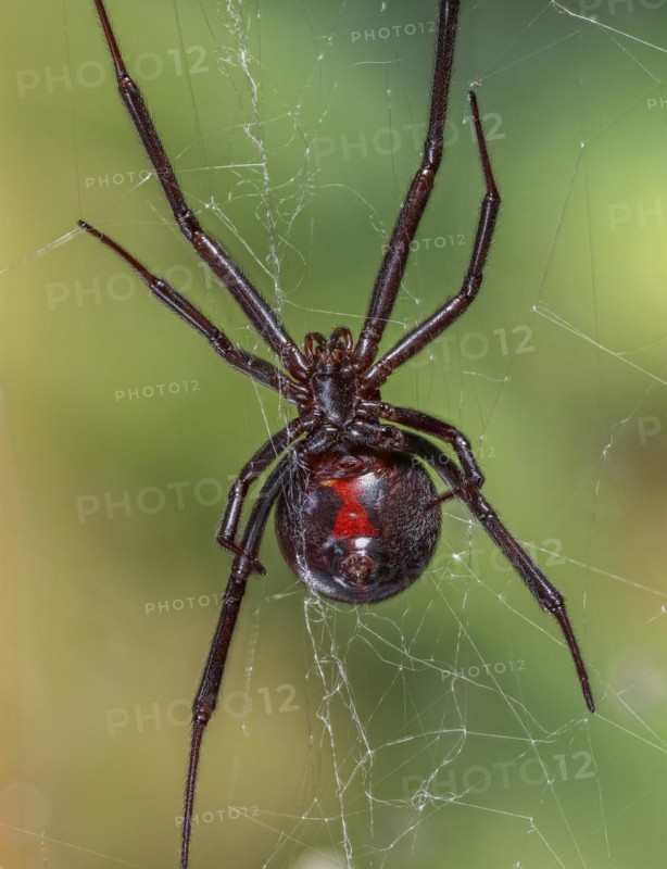 Black Widow Spider (Lactrodectus mactans)