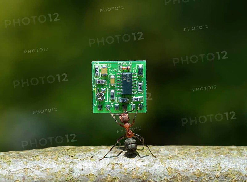 Red Wood Ant (Formica Rufa) carrying a PCB or Microchip